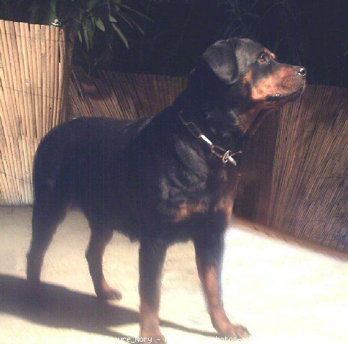 Photo de Rottweiler