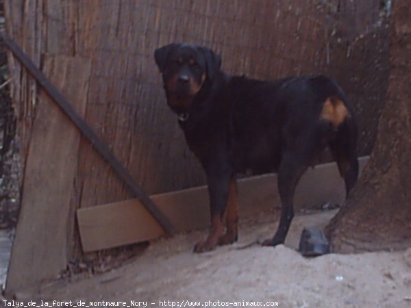 Photo de Rottweiler