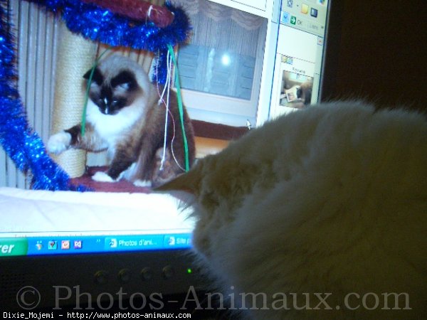 Photo de Ragdoll