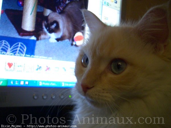 Photo de Ragdoll