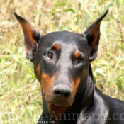 Photo de Dobermann