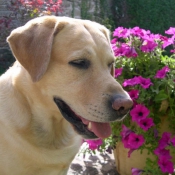 Photo de Labrador retriever