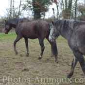 Photo de Races diffrentes