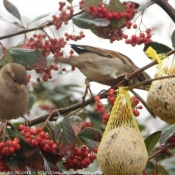 Photo de Moineau