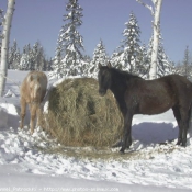 Photo de Races diffrentes