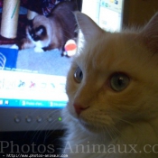 Photo de Ragdoll