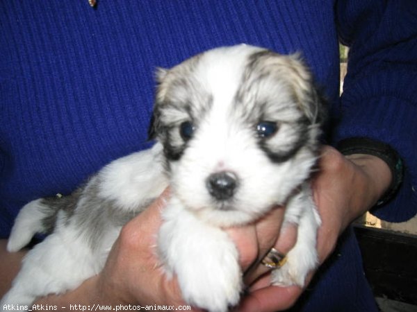 Photo de Coton de tulear