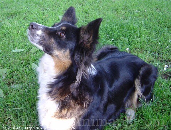 Photo de Border collie