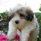 Photo de Coton de tulear