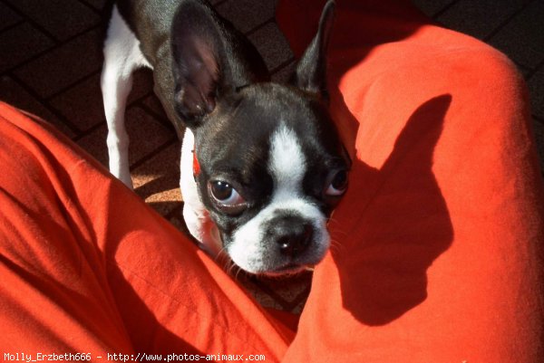 Photo de Boston terrier