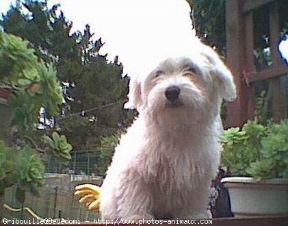 Photo de Bichon maltais