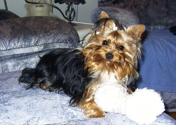 Photo de Yorkshire terrier