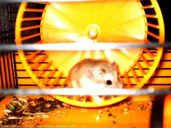 Photo de Hamster