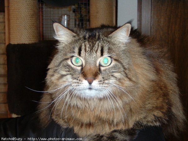 Photo de Maine coon