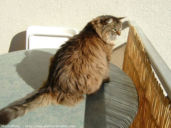 Photo de Maine coon