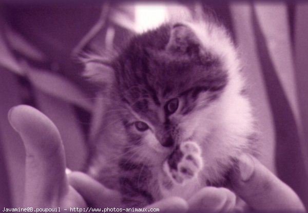 Photo de Chat domestique