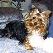 Photo de Yorkshire terrier