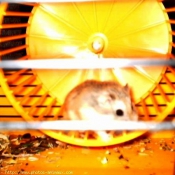 Photo de Hamster