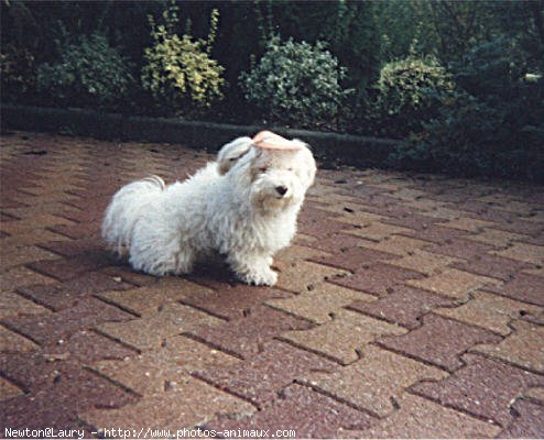 Photo de Coton de tulear