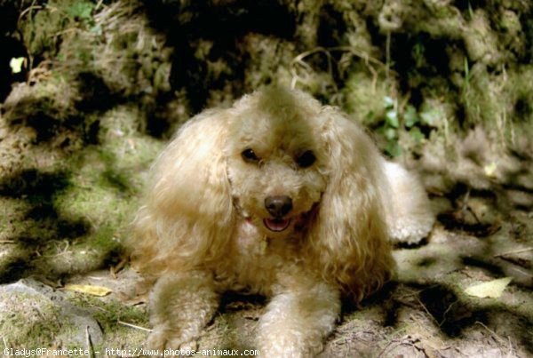 Photo de Caniche moyen