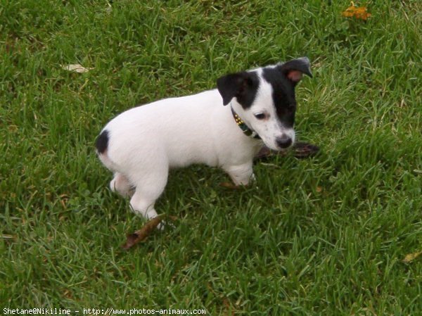 Photo de Jack russell terrier