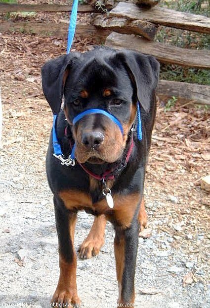 Photo de Rottweiler