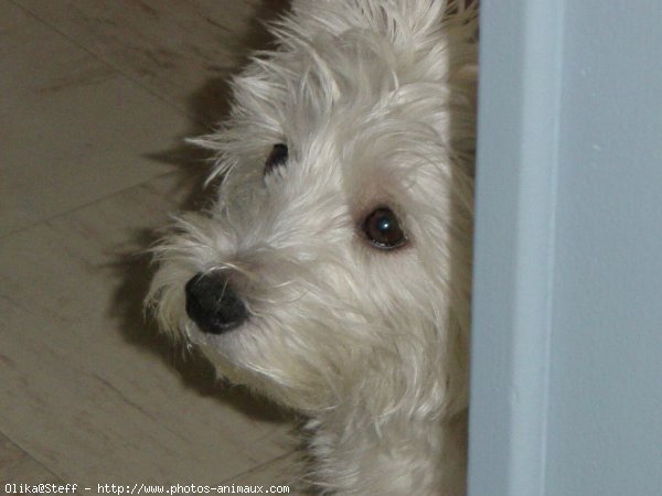 Photo de West highland white terrier