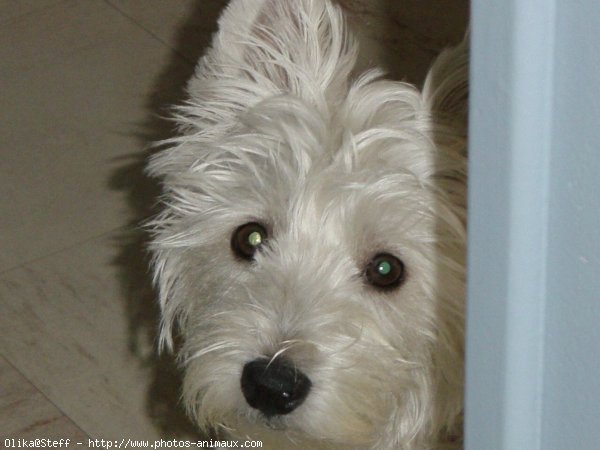 Photo de West highland white terrier