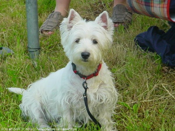 Photo de West highland white terrier