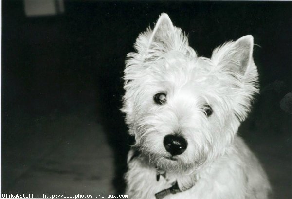 Photo de West highland white terrier