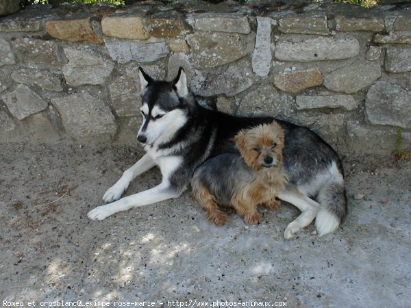 Photo de Races diffrentes