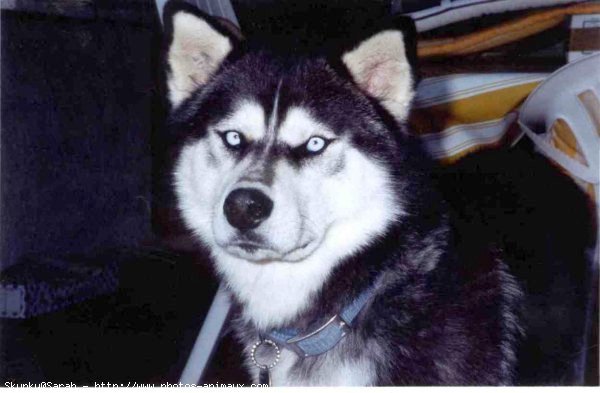 Photo de Husky siberien