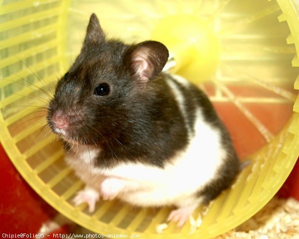 Photo de Hamster