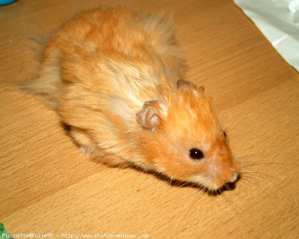 Photo de Hamster