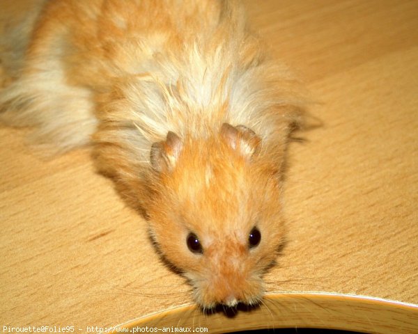 Photo de Hamster