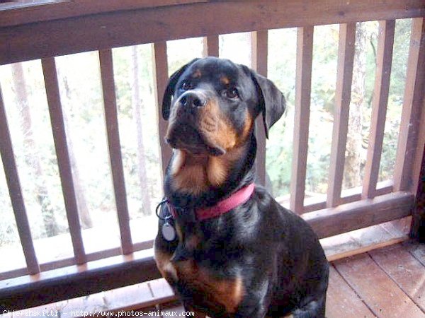 Photo de Rottweiler