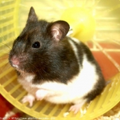 Photo de Hamster