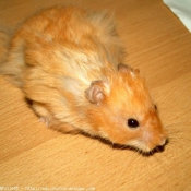 Photo de Hamster