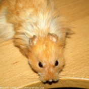 Photo de Hamster