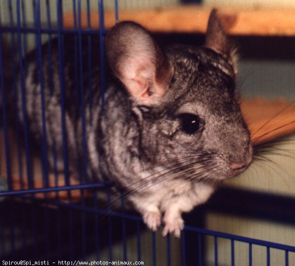 Photo de Chinchilla