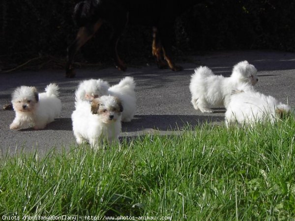 Photo de Coton de tulear