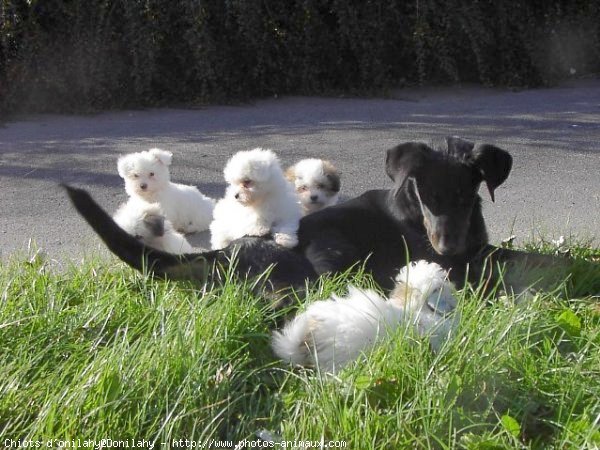 Photo de Coton de tulear