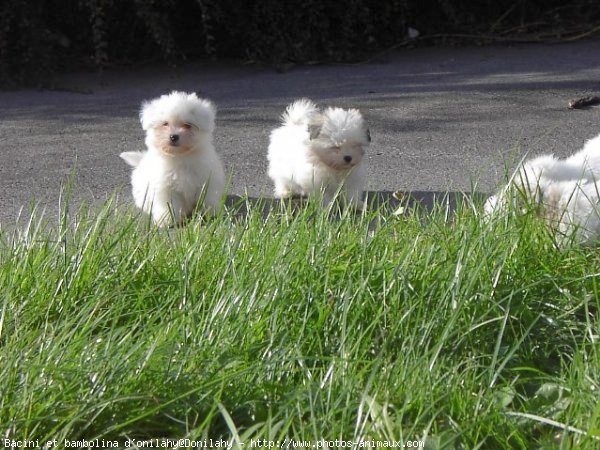 Photo de Coton de tulear