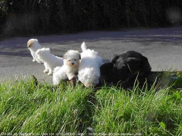 Photo de Coton de tulear