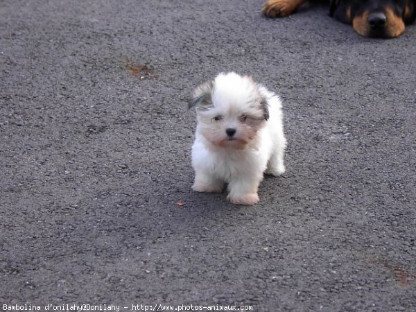 Photo de Coton de tulear