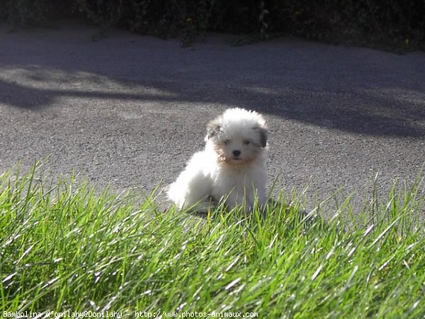 Photo de Coton de tulear