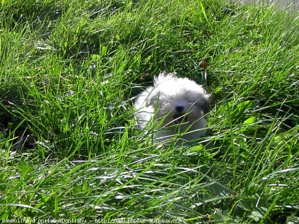 Photo de Coton de tulear