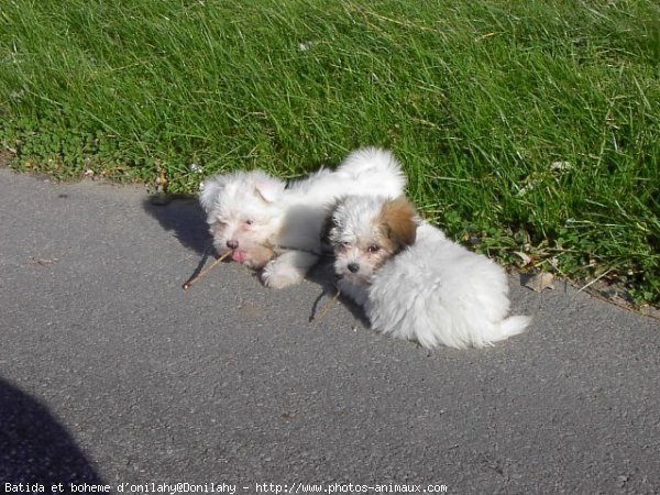 Photo de Coton de tulear