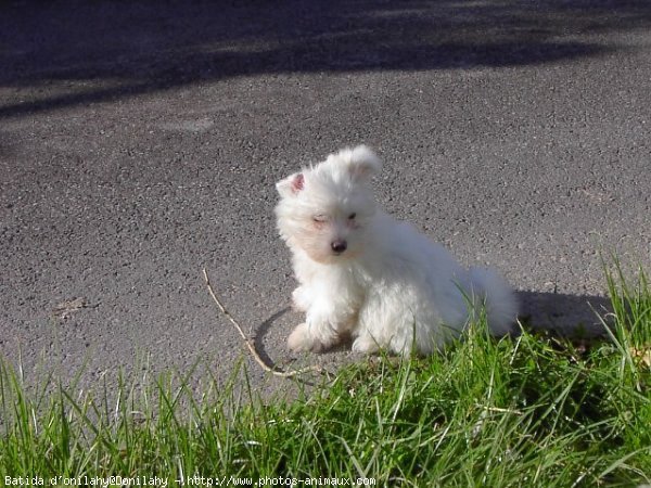 Photo de Coton de tulear