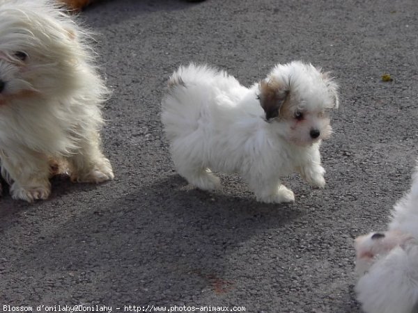 Photo de Coton de tulear